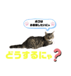 サスケのにゃんにゃんスタンプ（個別スタンプ：18）