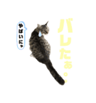 サスケのにゃんにゃんスタンプ（個別スタンプ：23）