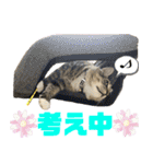 サスケのにゃんにゃんスタンプ（個別スタンプ：32）