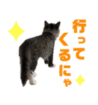 サスケのにゃんにゃんスタンプ（個別スタンプ：33）