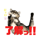 サスケのにゃんにゃんスタンプ（個別スタンプ：38）