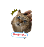 しらす日記①（個別スタンプ：2）