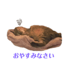 しらす日記①（個別スタンプ：3）