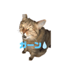 しらす日記①（個別スタンプ：7）