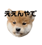 なになにリキタンなによ（個別スタンプ：1）