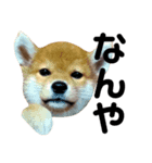 なになにリキタンなによ（個別スタンプ：4）