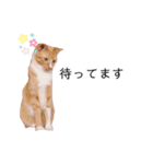 よしお3（個別スタンプ：9）