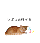 よしお3（個別スタンプ：10）