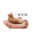 よしお3（個別スタンプ：13）