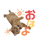 かわいい猫の日常使えるスタンプ2（個別スタンプ：1）