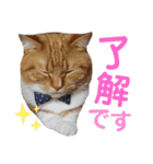 かわいい猫の日常使えるスタンプ2（個別スタンプ：2）