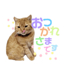 かわいい猫の日常使えるスタンプ2（個別スタンプ：3）