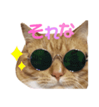 かわいい猫の日常使えるスタンプ2（個別スタンプ：5）