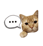 かわいい猫の日常使えるスタンプ2（個別スタンプ：10）