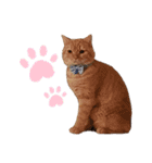 かわいい猫の日常使えるスタンプ2（個別スタンプ：11）