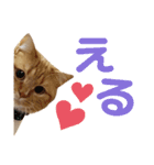 かわいい猫の日常使えるスタンプ2（個別スタンプ：15）