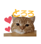 かわいい猫の日常使えるスタンプ2（個別スタンプ：16）
