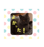シャンティ＆モモ＆ラッキー（個別スタンプ：11）