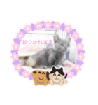 シャンティ＆モモ＆ラッキー（個別スタンプ：18）
