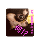もこ♡ここ（個別スタンプ：2）