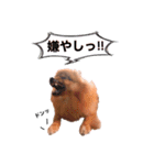 ポメラニアンあんずの日常（個別スタンプ：4）