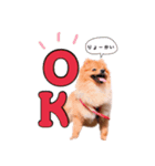 ポメラニアンあんずの日常（個別スタンプ：5）