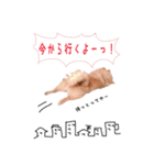 ポメラニアンあんずの日常（個別スタンプ：9）