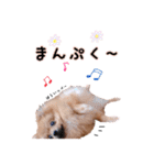 ポメラニアンあんずの日常（個別スタンプ：12）