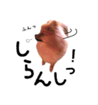 ポメラニアンあんずの日常（個別スタンプ：14）