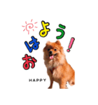 ポメラニアンあんずの日常（個別スタンプ：16）