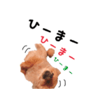 ポメラニアンあんずの日常（個別スタンプ：17）