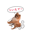 ポメラニアンあんずの日常（個別スタンプ：18）