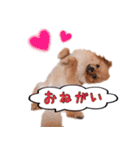 ポメラニアンあんずの日常（個別スタンプ：20）