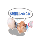 ポメラニアンあんずの日常（個別スタンプ：21）