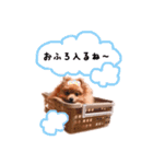 ポメラニアンあんずの日常（個別スタンプ：22）
