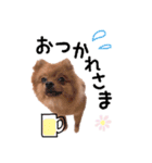 ポメラニアンあんずの日常（個別スタンプ：24）