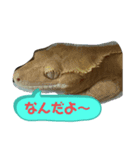 クレステッドゲッコーズ3（個別スタンプ：3）