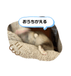 ちゃんはむはむ（個別スタンプ：1）