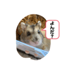 ちゃんはむはむ（個別スタンプ：2）