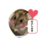 ちゃんはむはむ（個別スタンプ：3）
