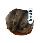 ちゃんはむはむ（個別スタンプ：4）