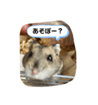 ちゃんはむはむ（個別スタンプ：6）