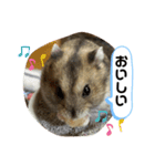 ちゃんはむはむ（個別スタンプ：10）