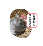 ちゃんはむはむ（個別スタンプ：12）