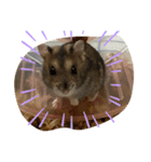 ちゃんはむはむ（個別スタンプ：16）