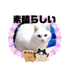 ランちゃんシリーズ（個別スタンプ：3）
