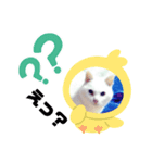 ランちゃんシリーズ（個別スタンプ：7）