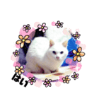 ランちゃんシリーズ（個別スタンプ：8）