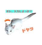 ネコ団欒2（暗黒編）（個別スタンプ：1）