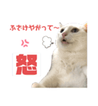 ネコ団欒2（暗黒編）（個別スタンプ：3）